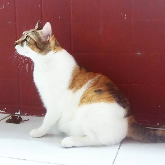 Ami, a gatinha tricolor que inspirou o nome AmiVioleta